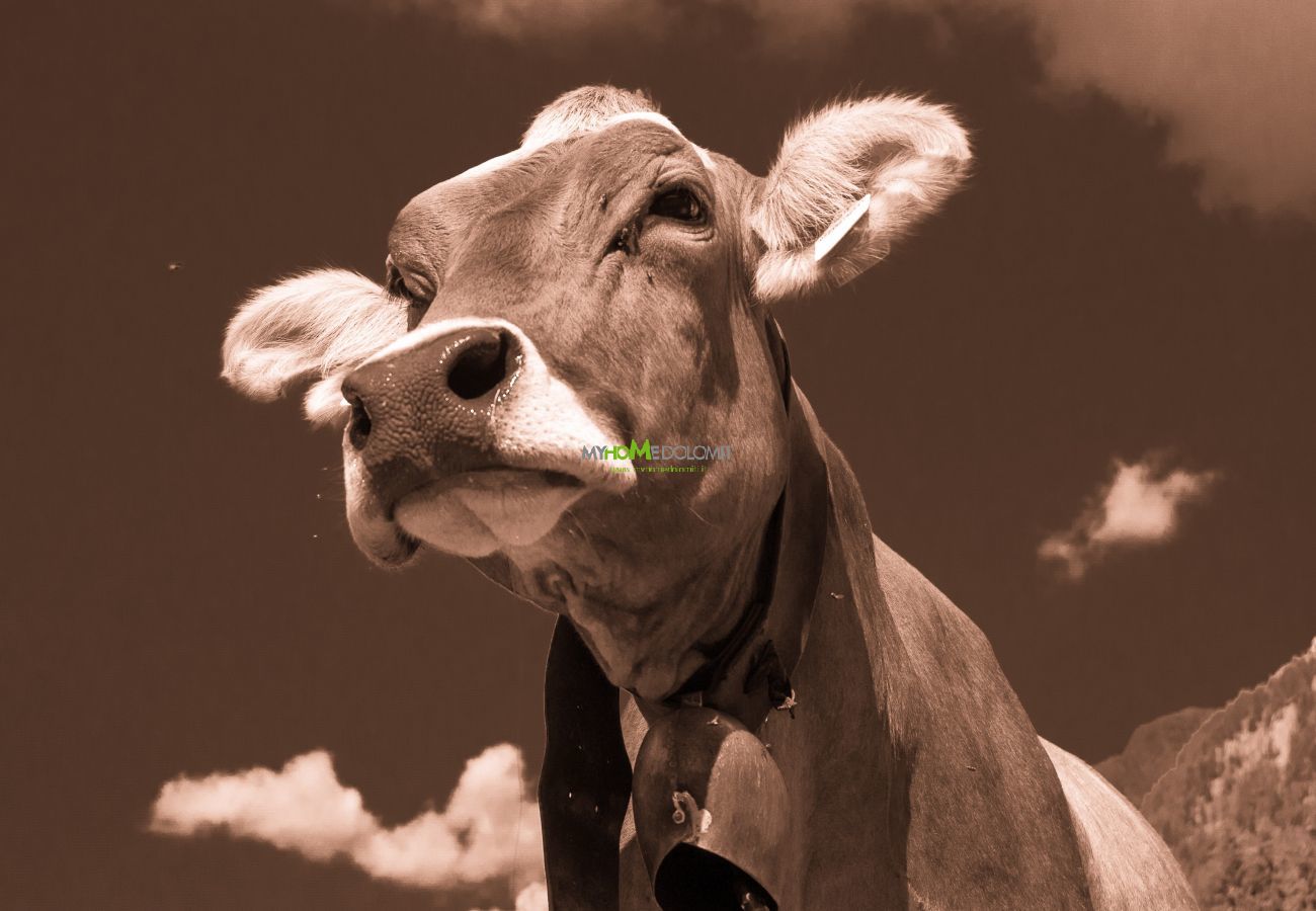 Apartment in Madonna di Campiglio - CASA MARGHERITA Rainalter Apartment in Madonna di Campiglio - CASA MARGHERITA Rainalter